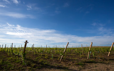 Fugas Vinhos