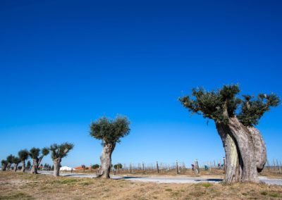 galeria_21